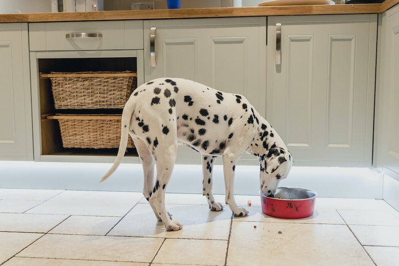 feed your dog if you're food insecure