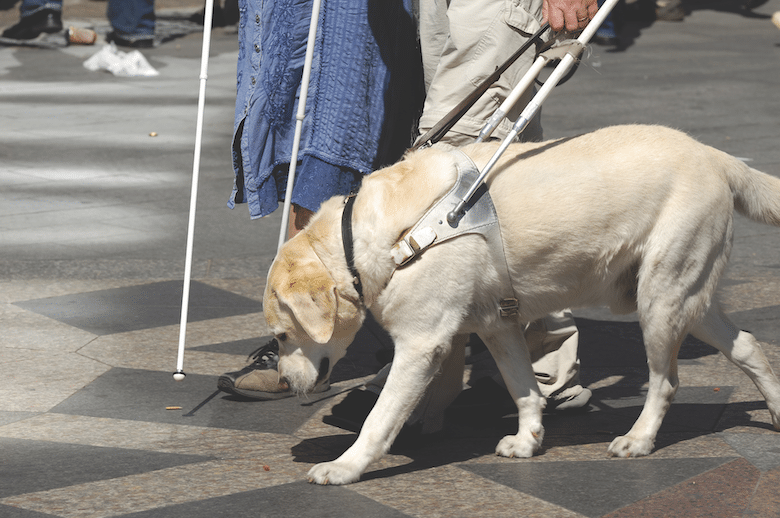 How to Raise a Guide Dog