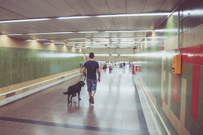 Guide dog airport_getty1166471091