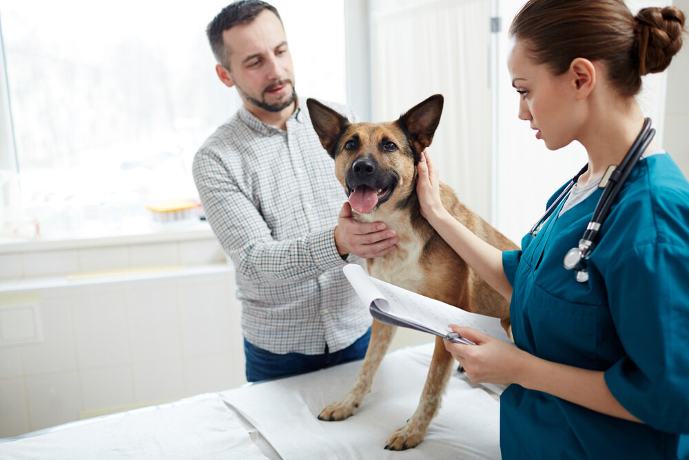 Young veterinarian with medical document touching dog neck and cuddling it during appointment