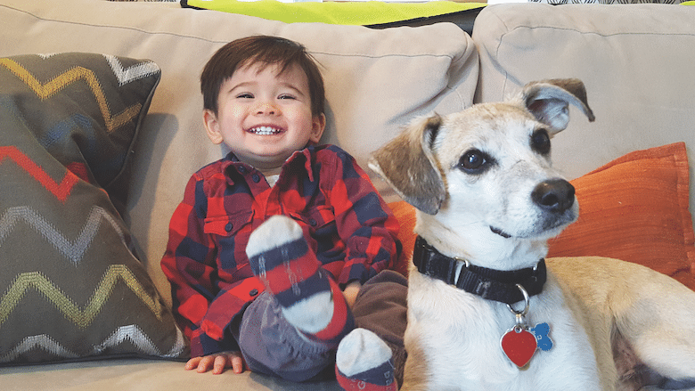 Rescue Dog Runaways