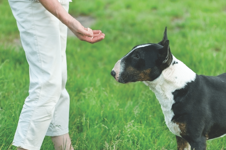 Reward your dog for coming to you with a celebration — high praise, a yummy treat or a favorite toy. Behaviors with positive outcomes are more likely to be repeated.