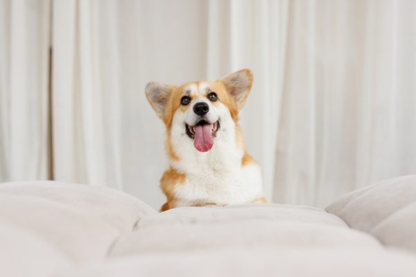 Portrait of adorable Corgi