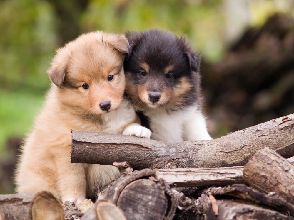 Shetland Sheepdog puppy