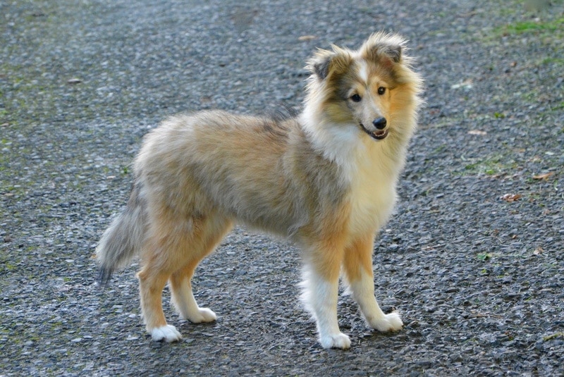 shetland sheepdog standing outdoors