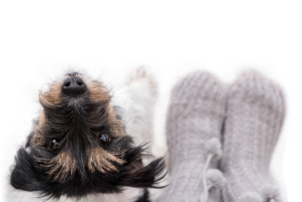 jack russell terrier looking up next to owners feet with socks