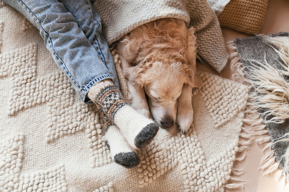 golden retriever lying next to owner with xmas socks