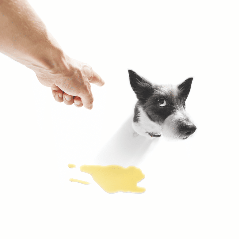 puppy potty training