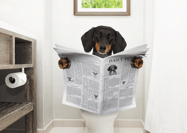 puppy potty training