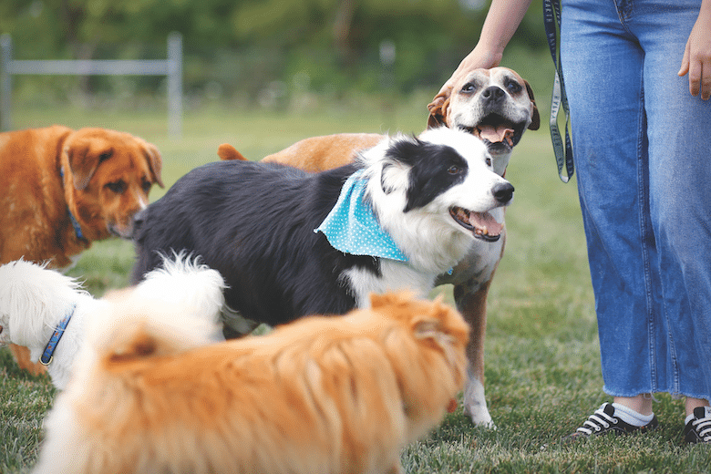 Adopt a Senior Dog