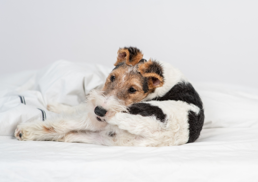 Fox terrier puppy dirtying its own tail lying on the bed