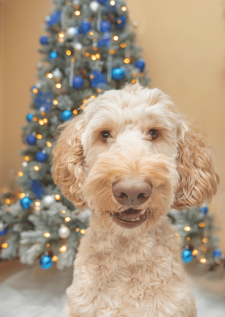 Christmas with your dog