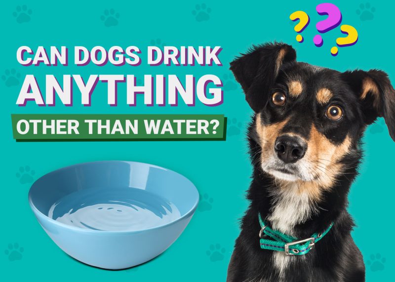 Can Dogs Eat Granola