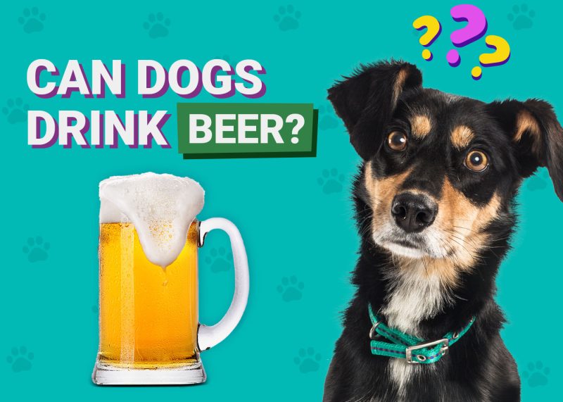 Can Dogs Drink Beer