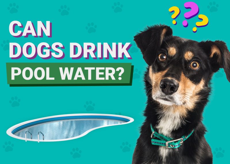 Can Dogs Drink Pool Water