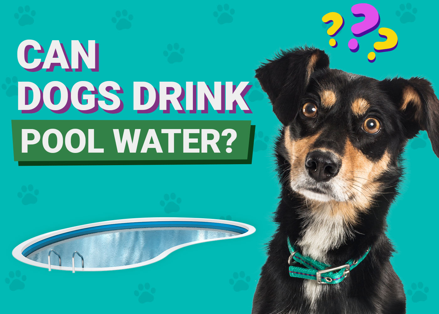 Can Dogs Drink Pool Water