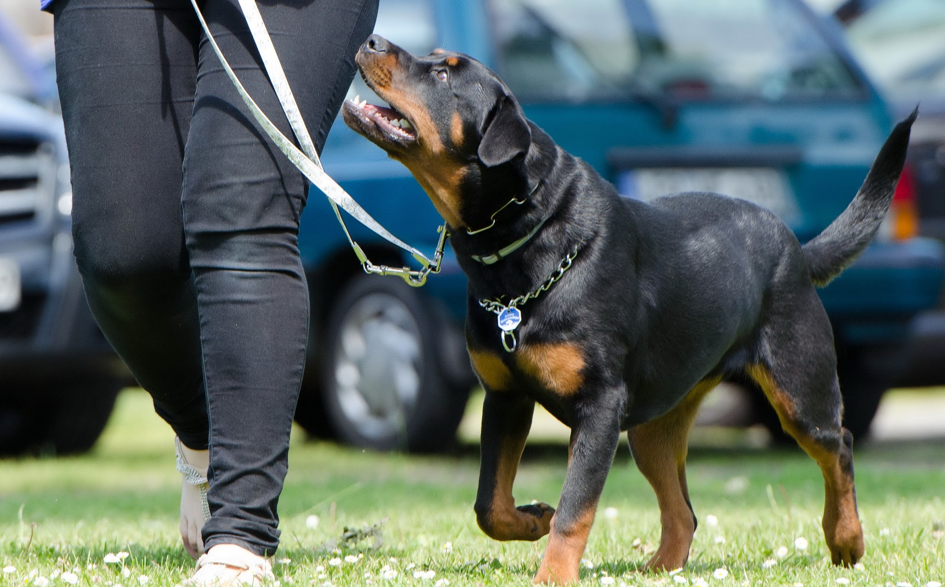 Rottweiler on a leash watching their owner