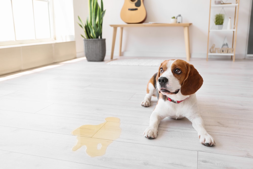 Beagle puppy beside dog pee urine on white tile floor