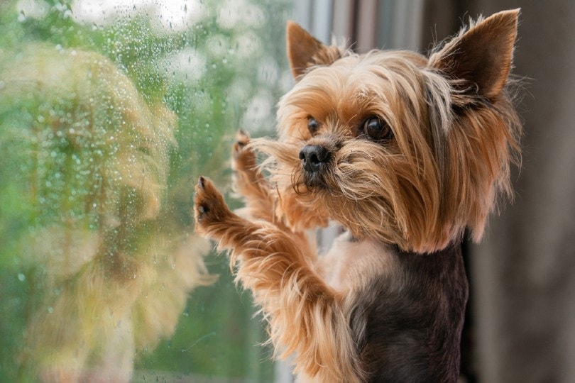 dog-scared-of-the-rain