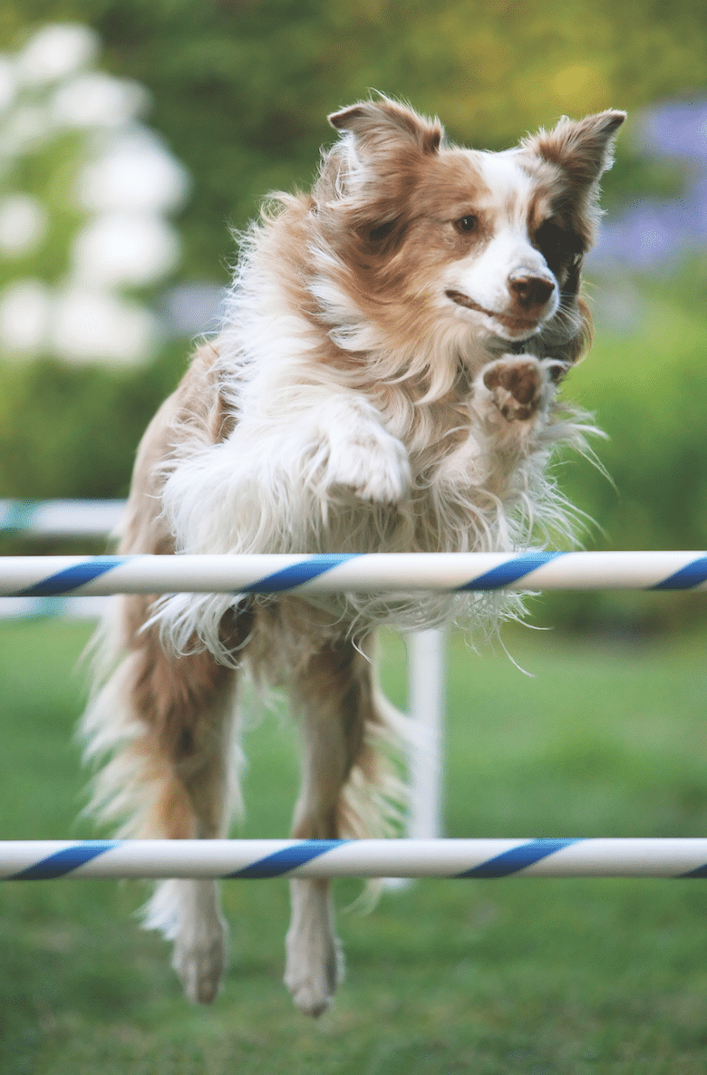 dog games