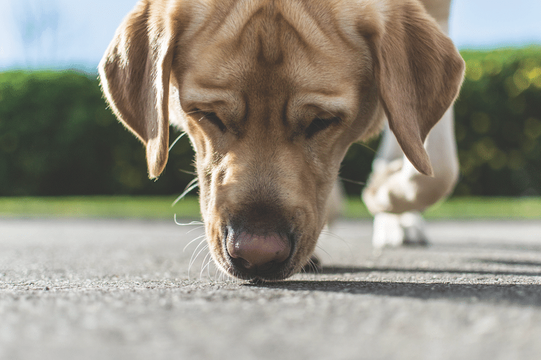 dog games