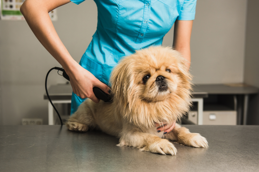 Shih Tzu getting a lion cut haircut by a groomer