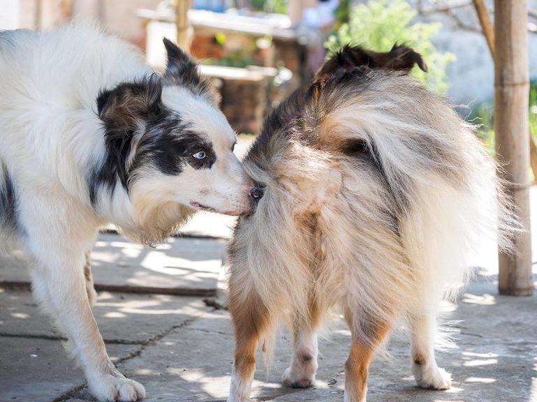 Do Male Dogs Go Into Heat? VetVerified Facts & Explanation Dogster
