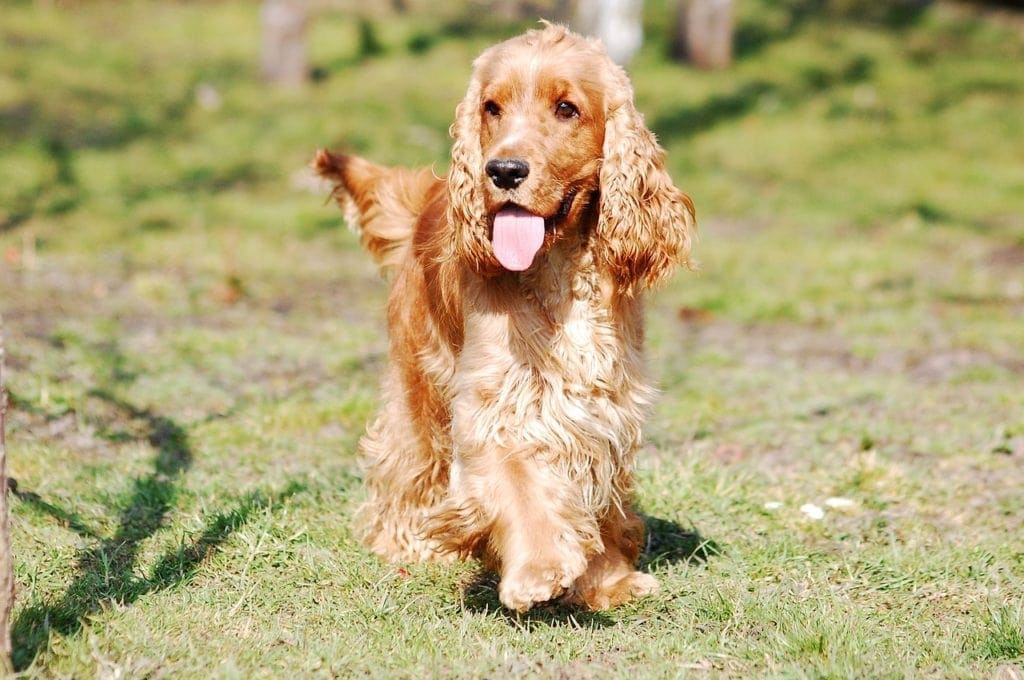 english cocker spaniel walking outside