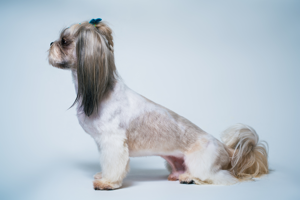 shih tzu with the short in the middle, long on the ends cut