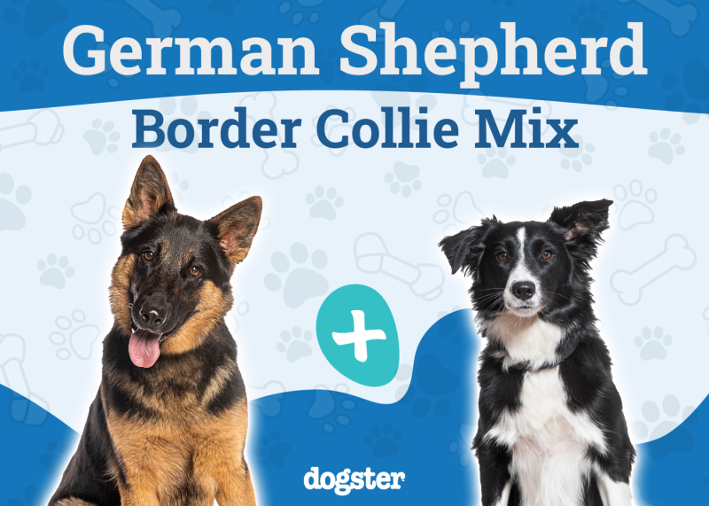 Miniature German Shepherd Dog Breed