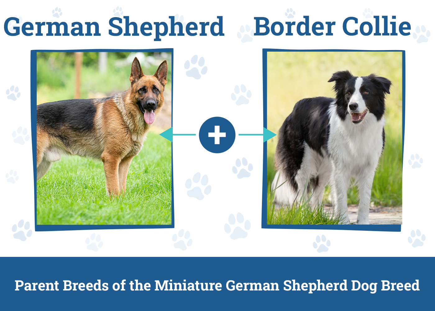 Parent Breeds of the Miniature German Shepherd Dog Breed