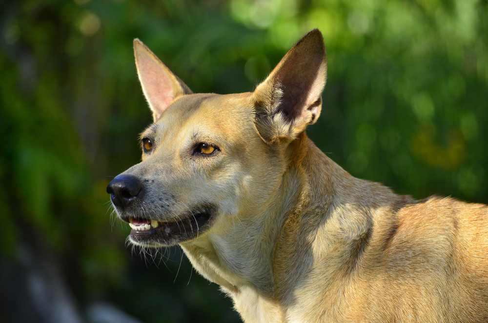 A female adult Shepherd Pit