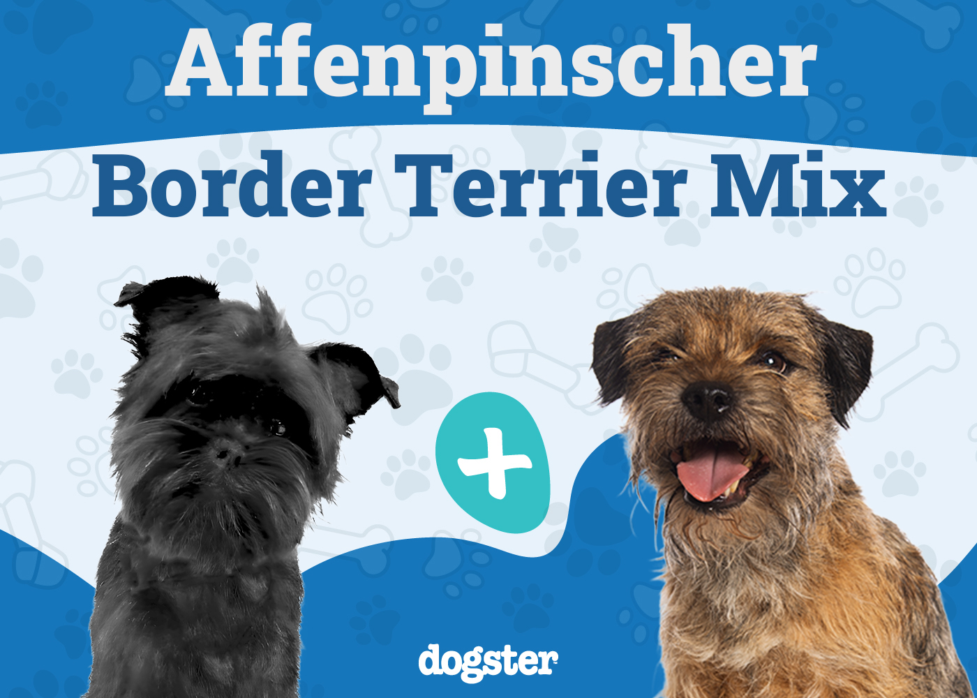 Affen Terrier - Affenpinscher Border Terrier Mix