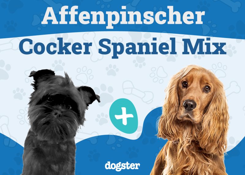 Affenspaniel - Affenpinscher Cocker Spaniel Mix