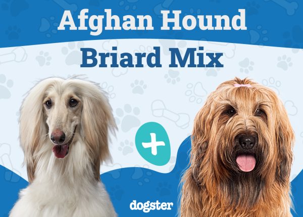 Afiard Mix