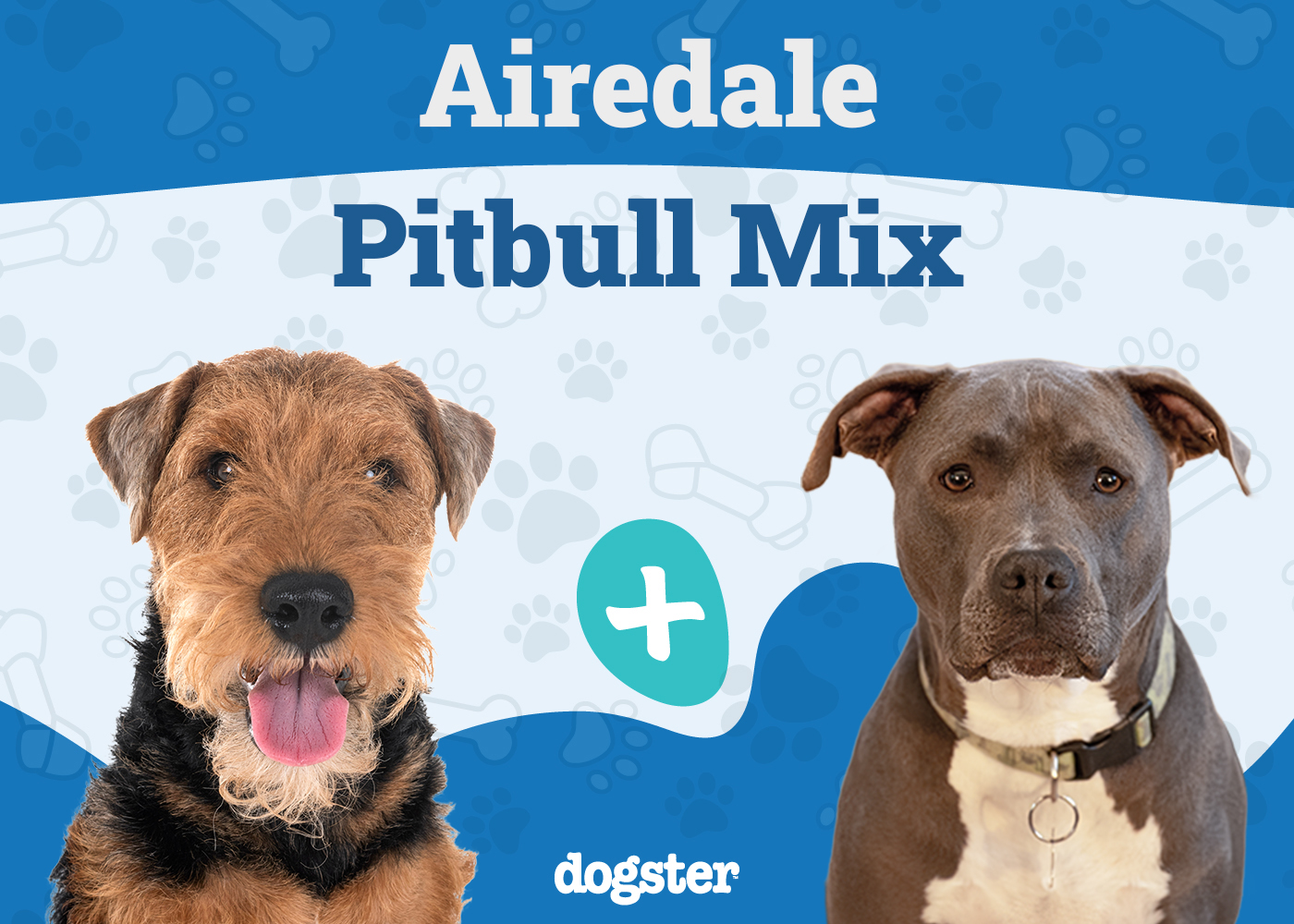 Airedale Pitbull Mix