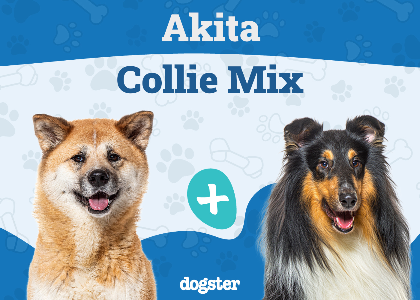 Akita Collie Mix
