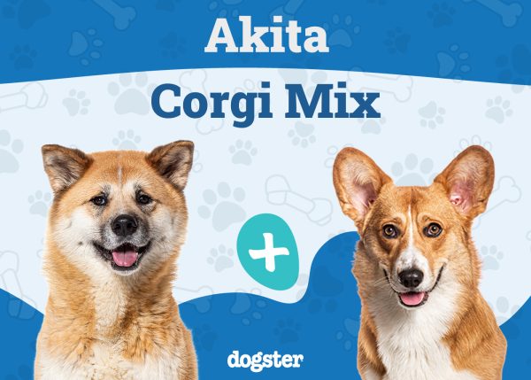 Akita Corgi Mix