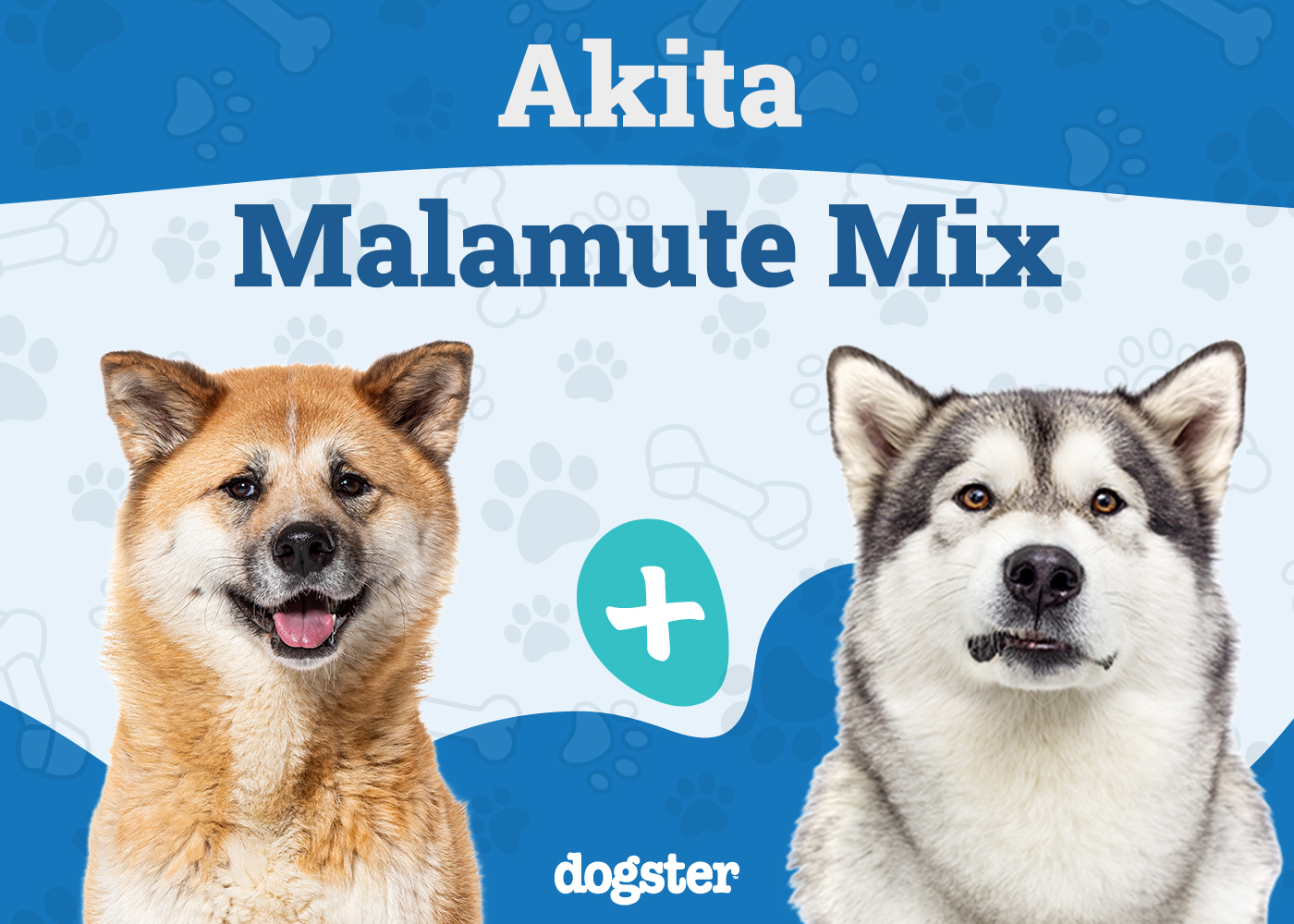 Akita Malamute Mix