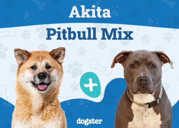 Akita Pitbull Mix