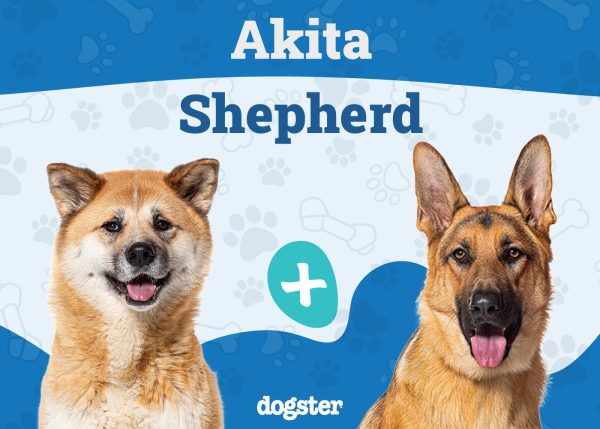 Akita Shepherd