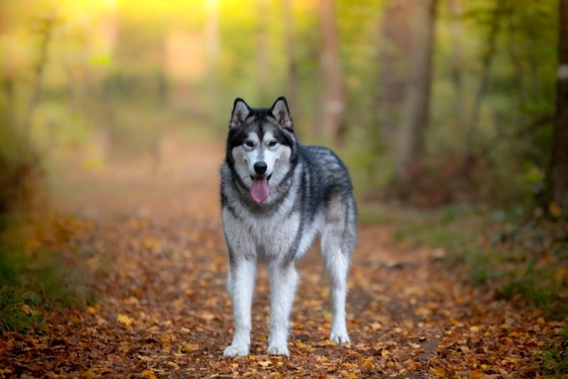 Alaskan husky in the forest