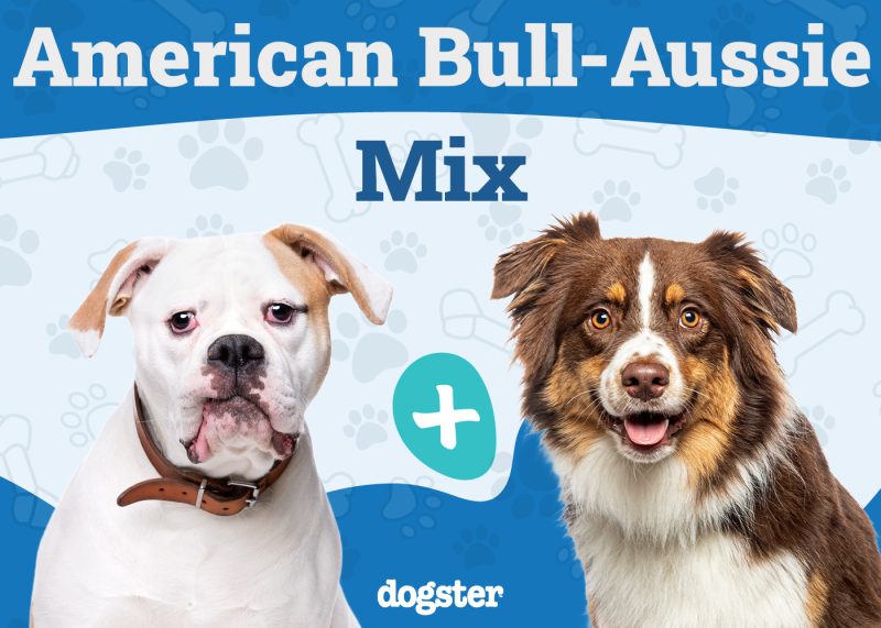 American Bull-Aussie Mix