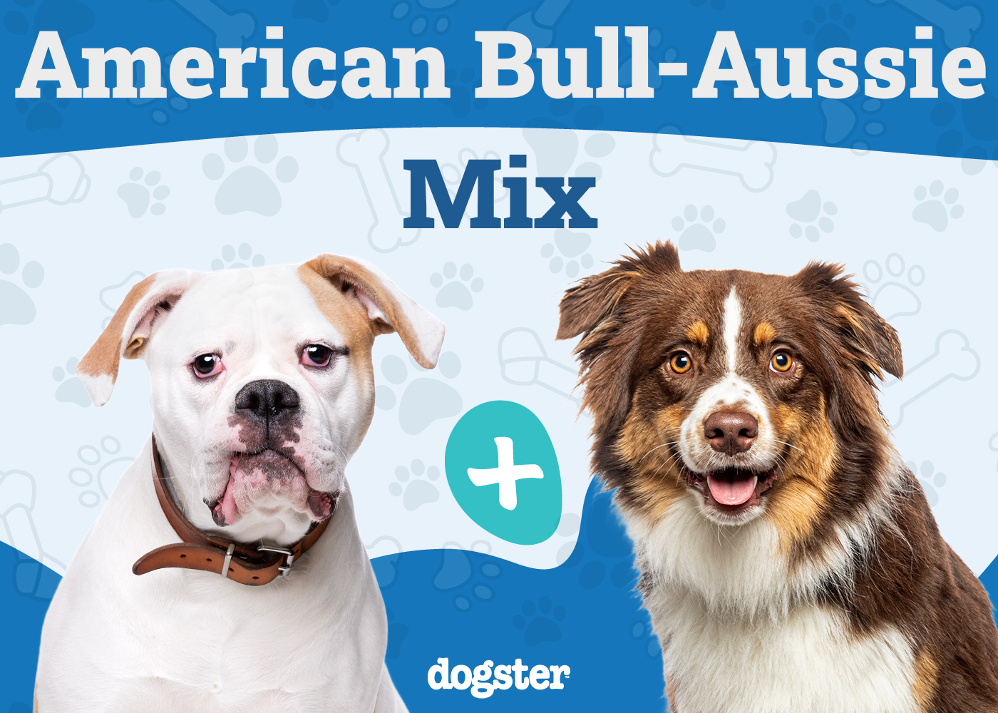 American Bull-Aussie Mix