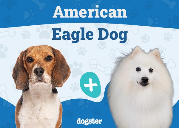 American Eagle Dog