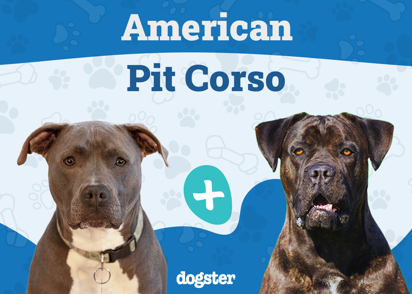 American Pit Corso
