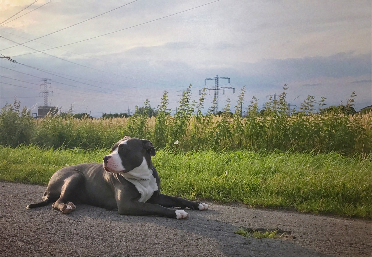 American bully sitting by the road