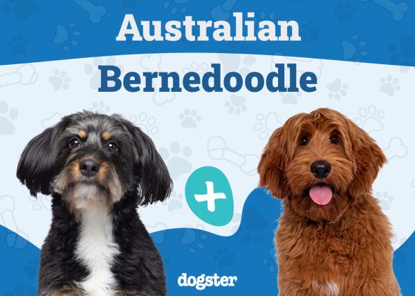 Australian Bernedoodle