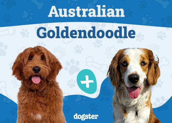 Australian Goldendoodle