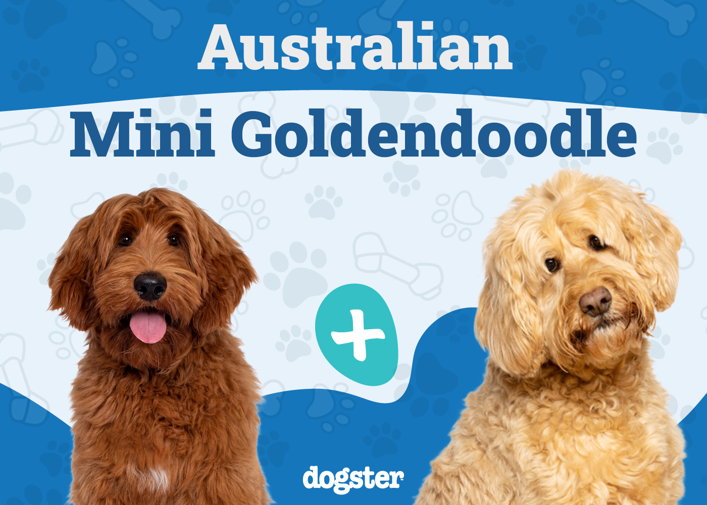 Australian Mini Goldendoodle